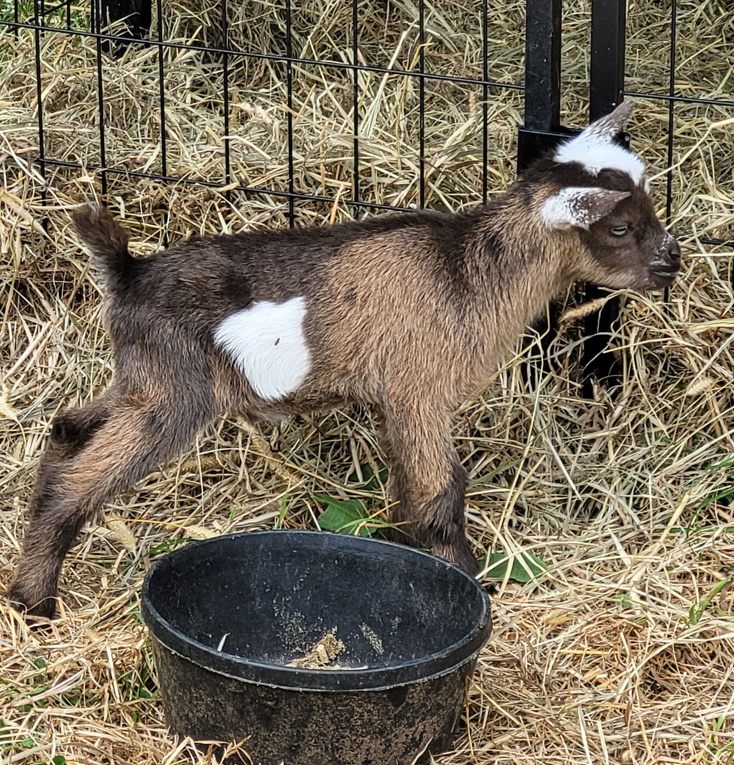 Nigerian Dwarf Goat Rebel Max buckling