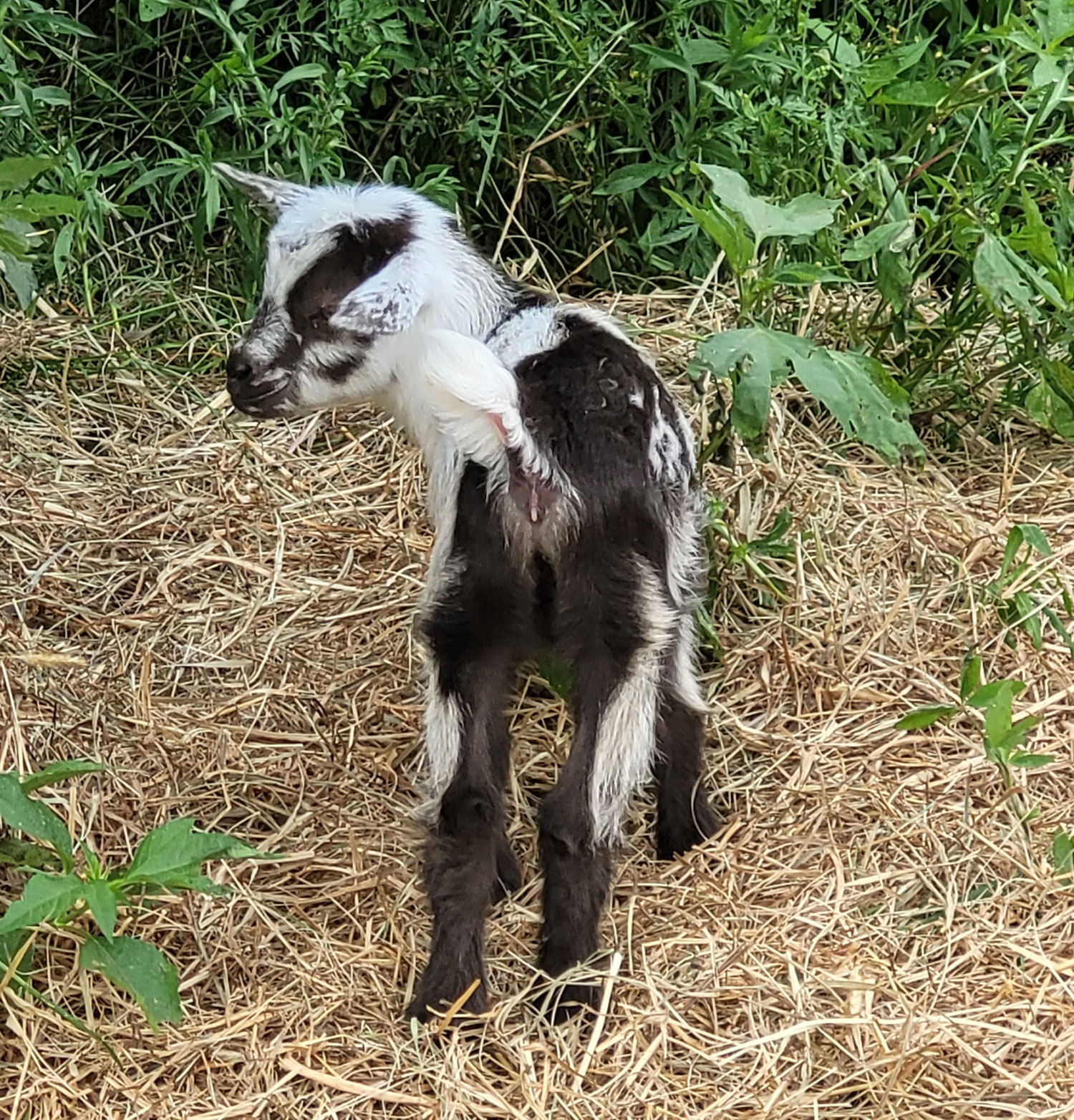 Nigerian Dwarf Goat Rebel Max doeling