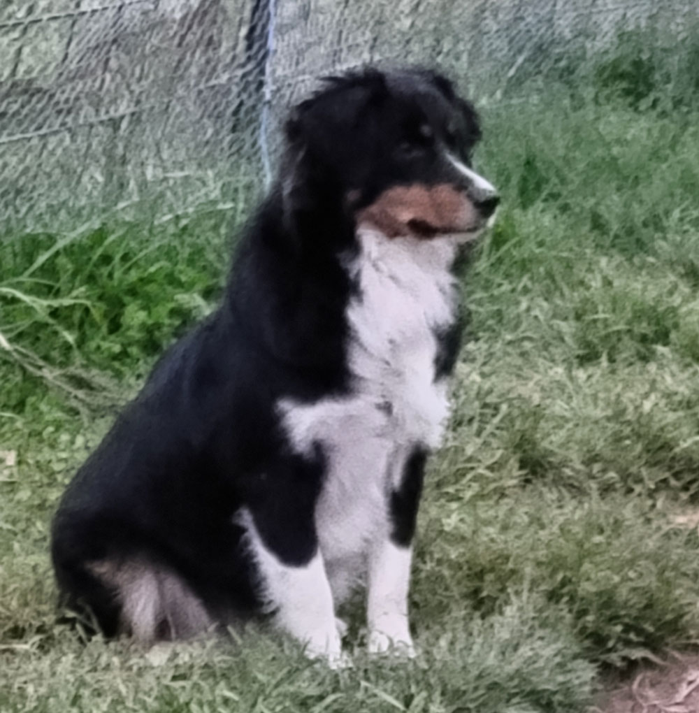Walnut Creek Mini Australian Shepherd Levi Walnut Creek Mini Australian Shepherd Levi