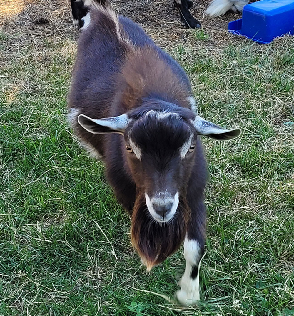 CLM Goats Morgans Alexander