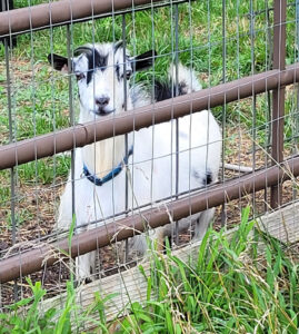 Thankful Hearts Farm Rebel Max