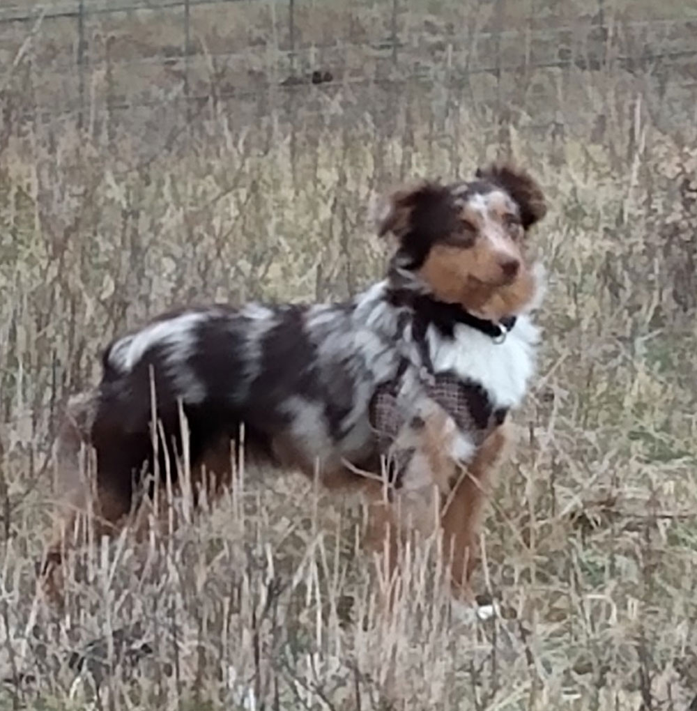 Walnut Creek Goats Mini Australian Shepherd Hannah