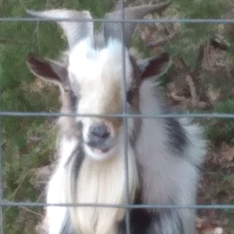 Nigerian Dwarf Goat Melvins Maeham Sioux