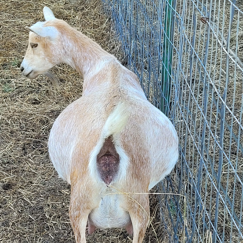 Nigerian Dwarf Goat doe Angel