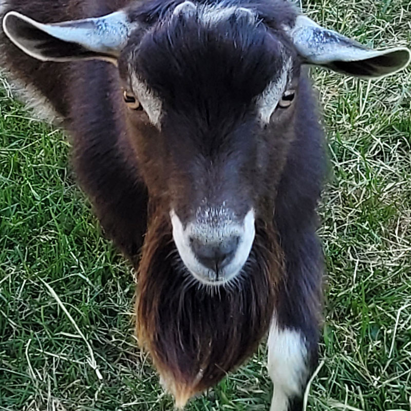 Nigerian Dwarf Goat CLM Morgans Alexander
