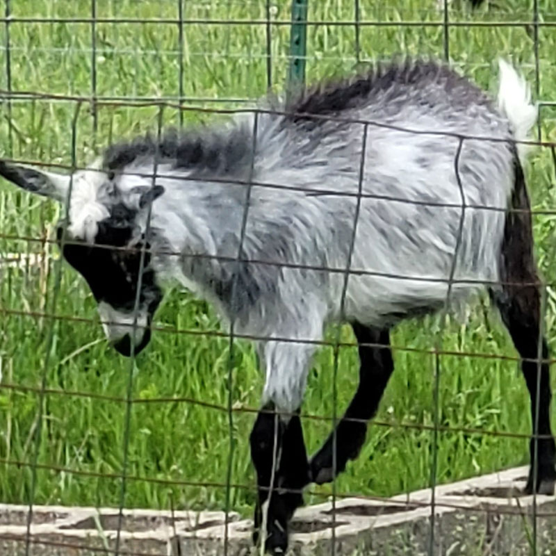 Nigerian Dwarf Goat doe Angie