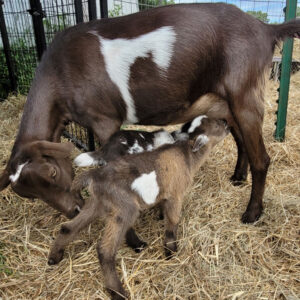 Nigerian Dwarf Goat doe Desta