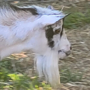 Nigerian Dwarf Goat S