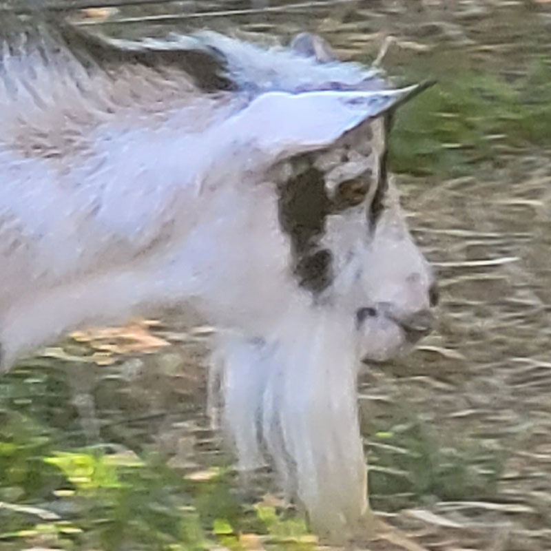 Nigerian Dwarf Goat Thankful Hearts Farm Rebel Max