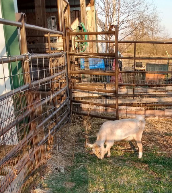 Goat shelter