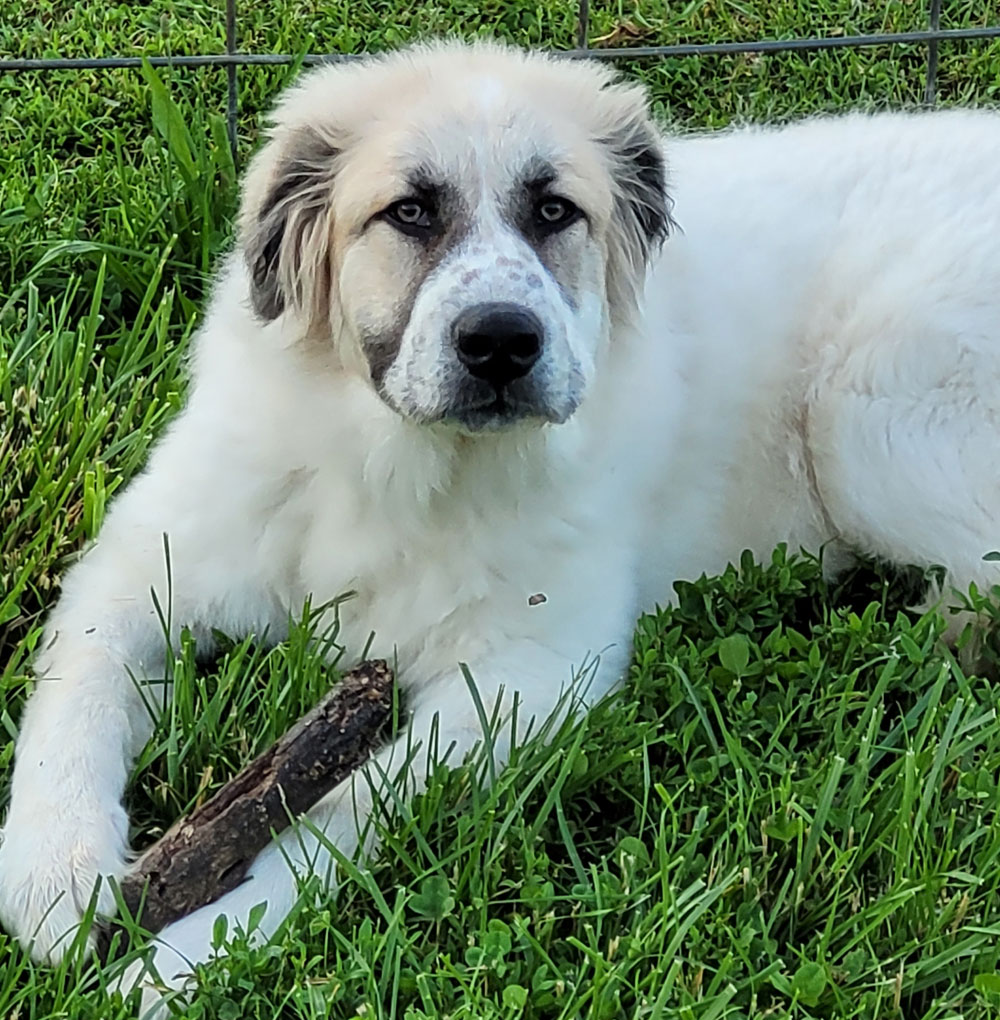 Walnut Creek Goats Livestock Guardian Great Pyrenees Takoda